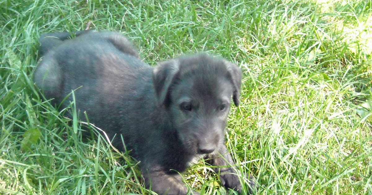 Irish Wolfhound Puppy Blog Here's Brown!
