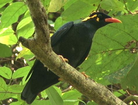 Singing Bird Collection Gracula