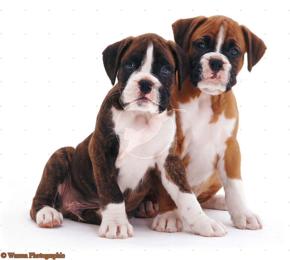 brindle boxer pit mix puppy brindle boxer pit mix puppy