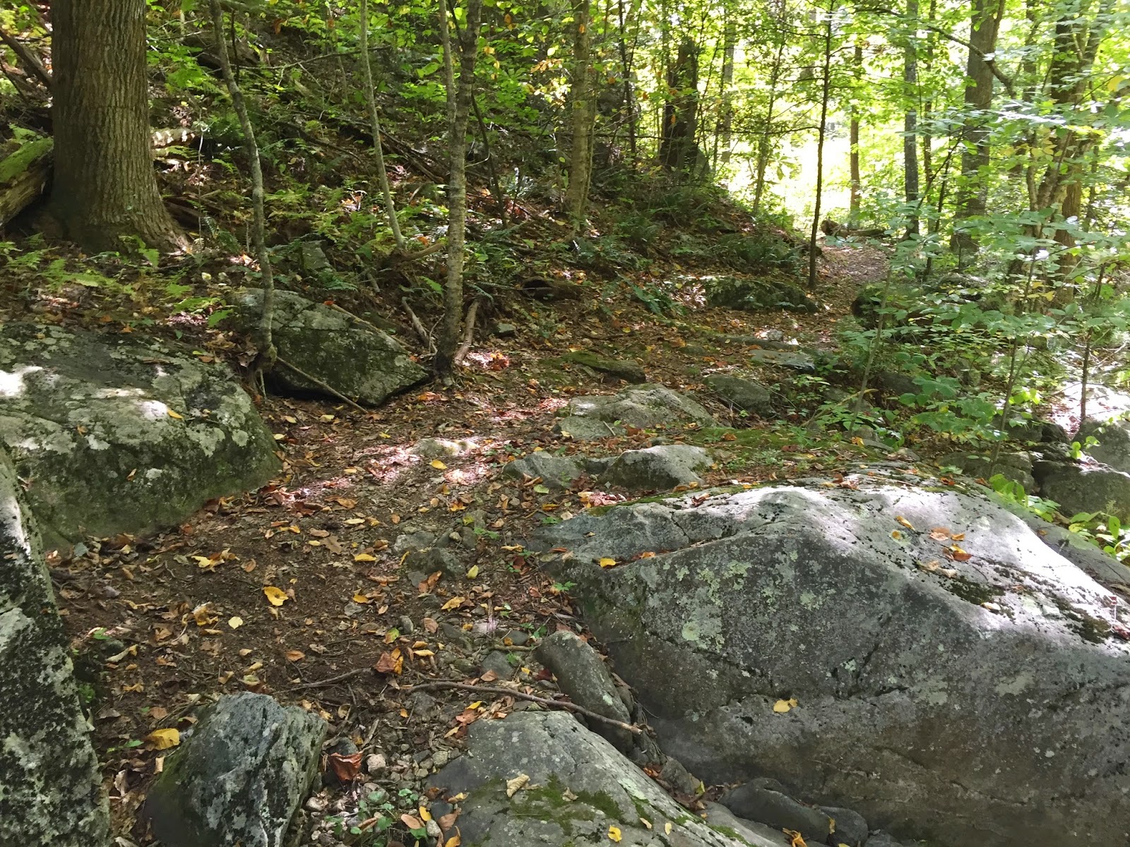 Wandering Virginia Shenandoah S Pocosin Hollow Trail