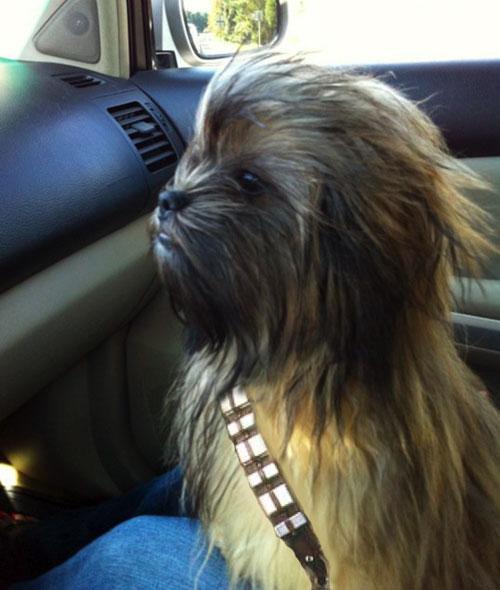 chewbacca dog belt