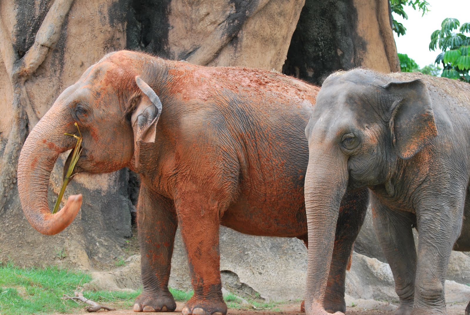 Miami Metro Zoo Elephants A Mix of Extraordinary Genius and Naive