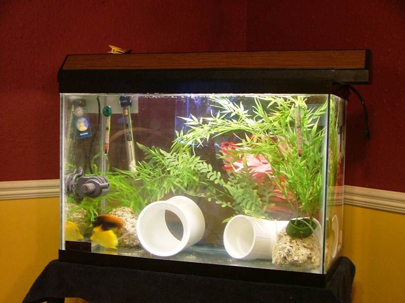 The Fish Room How to Set Up a Quarantine / Hospital Tank