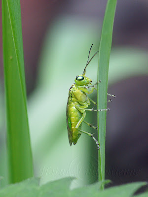 Rhogogaster viridis