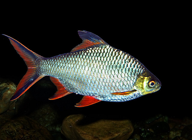 Tropical Aquarium Fish Tinfoil Barbs Pictures