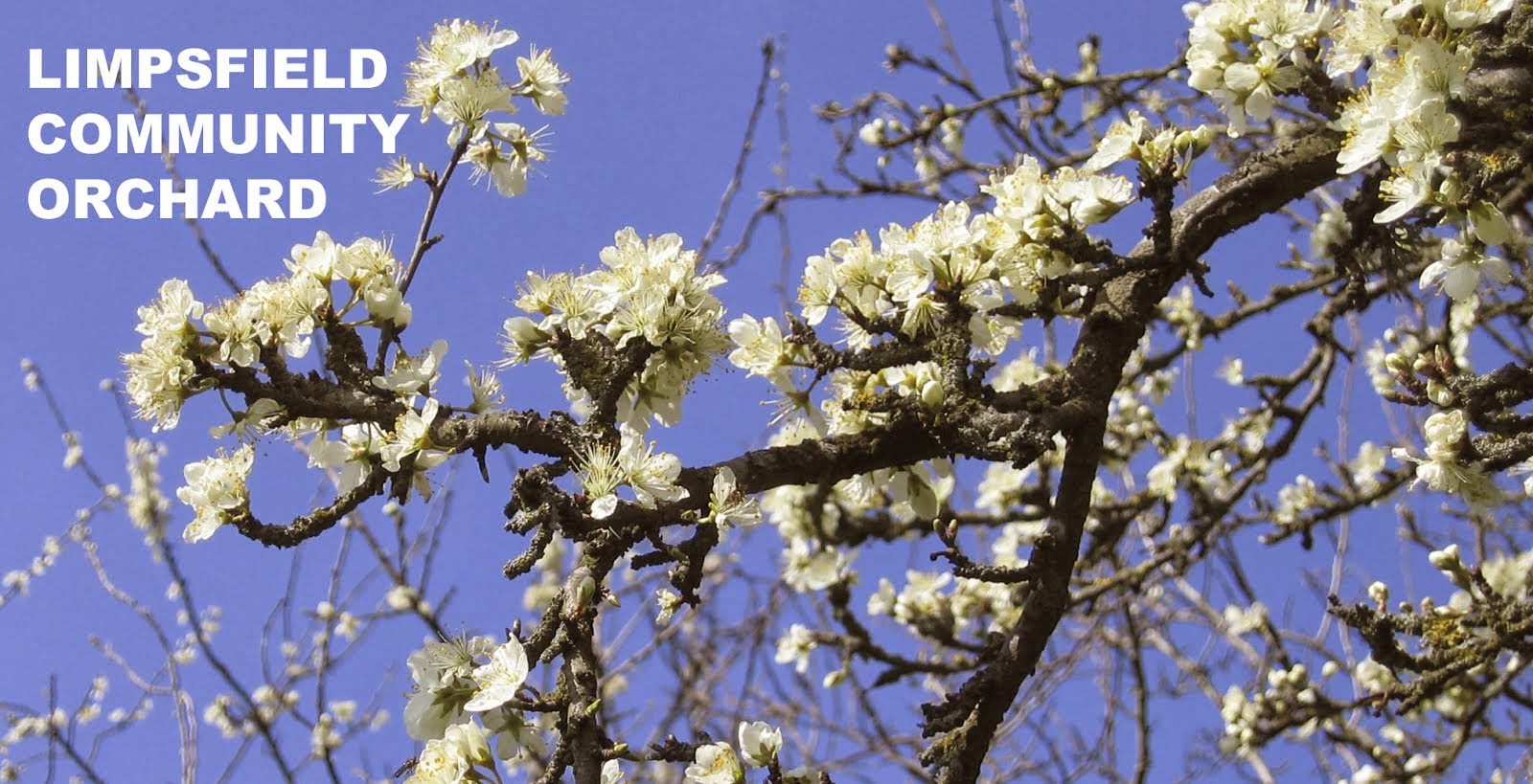 LIMPSFIELD COMMUNITY ORCHARD