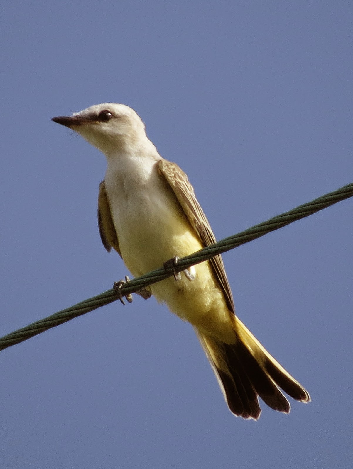 SE Texas Birding & Wildlife Watching Scissortailed Flycatchers