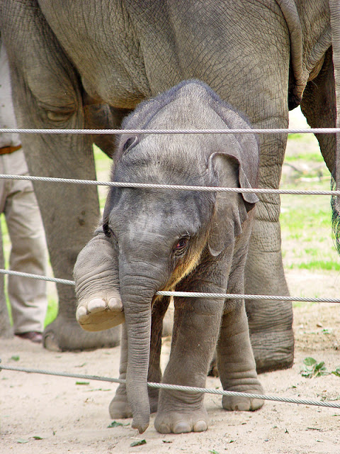cute animal pictures - elephant