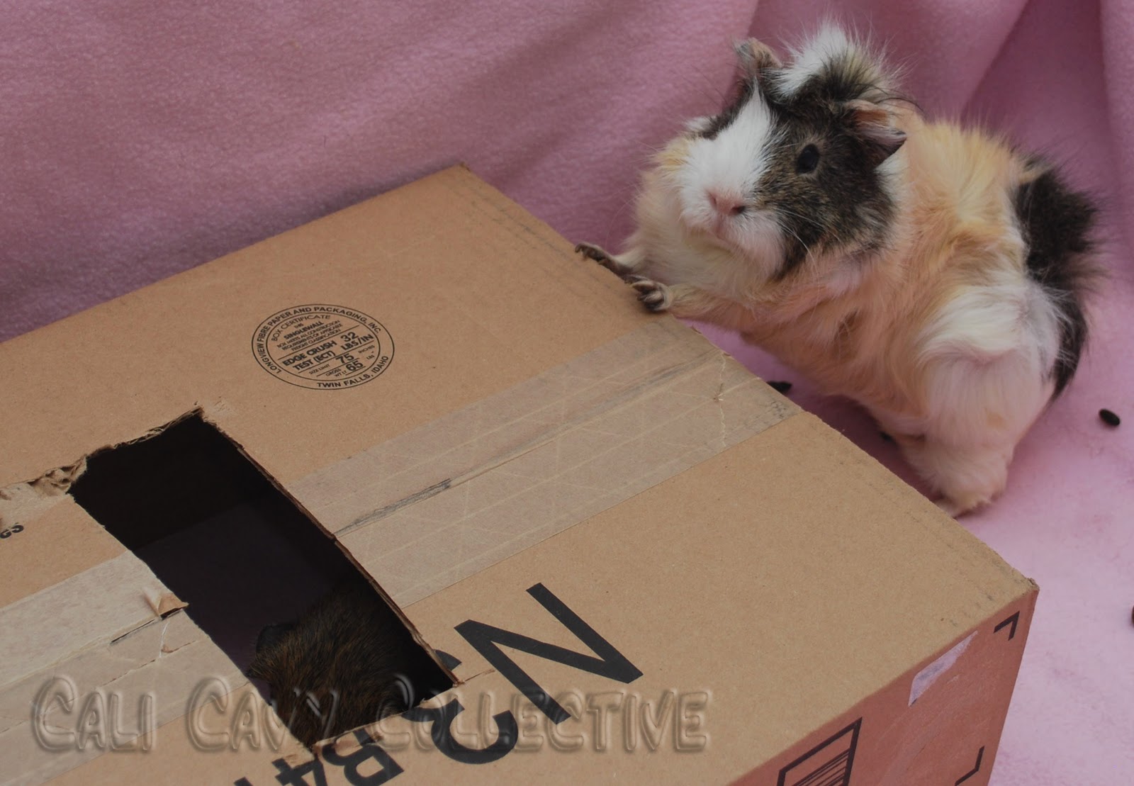 Cali Cavy Collective a blog about all things guinea pig DIY guinea