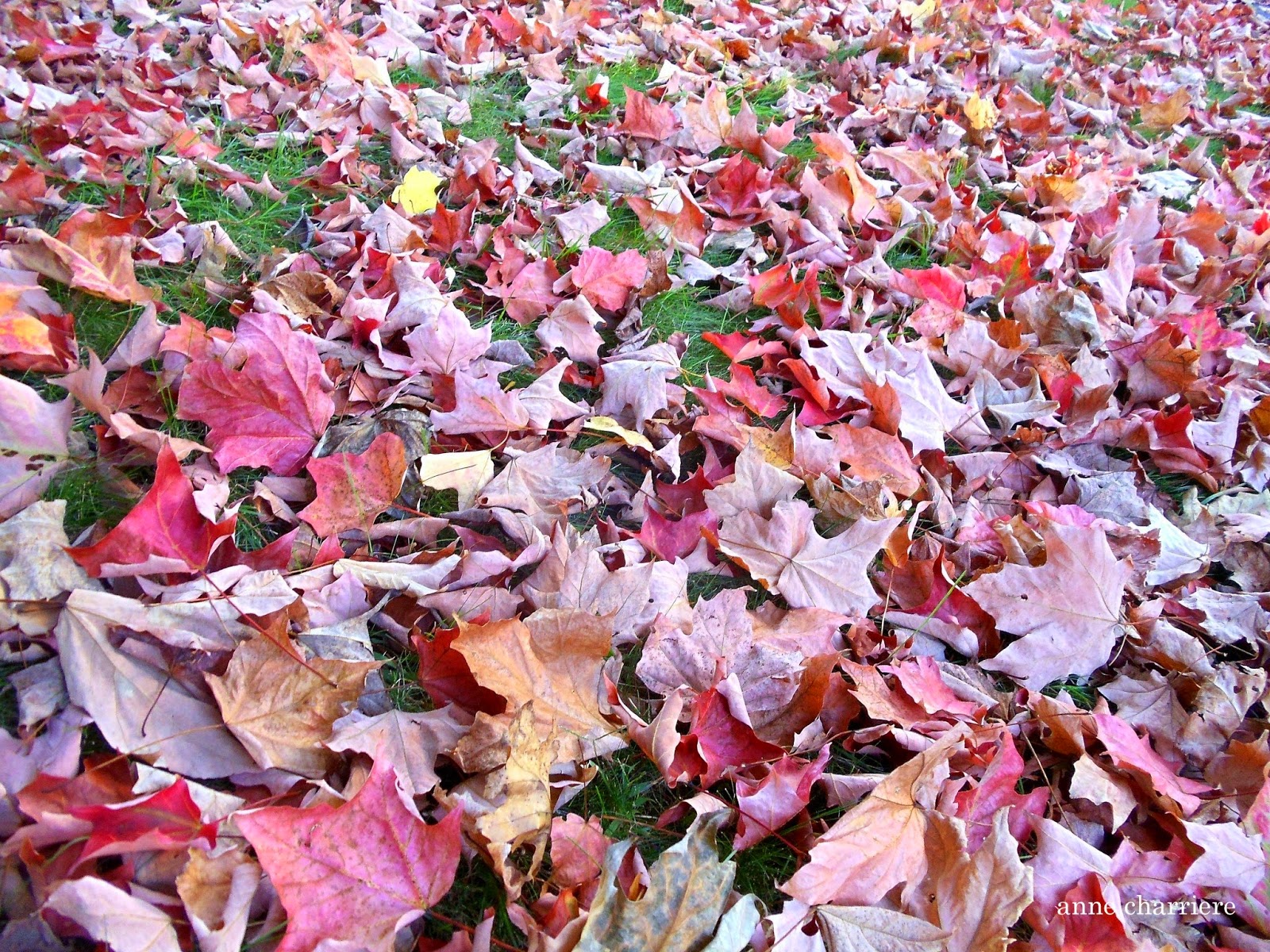 annecharriere.com, cambio de color de las hojas, colores de otoño,