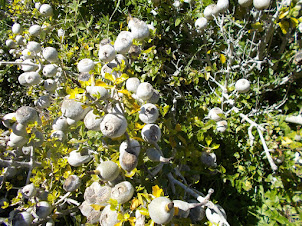 White Gardenia(Gardenia Thunbergia) :-  Pollinated through Herbivores eating the fruits.