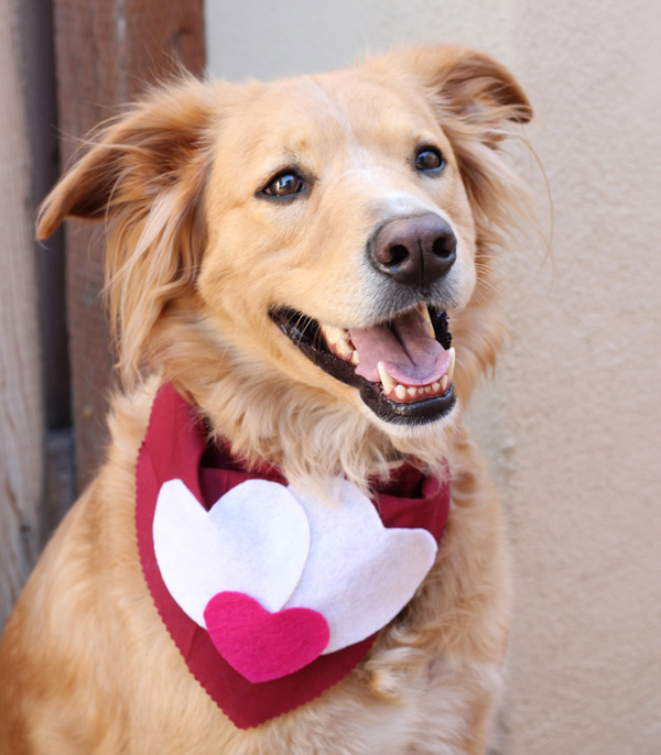 Acute Designs diy valentine's day dog scarves
