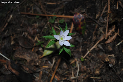 Anemona dos Bosques - Anemone trifolia