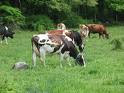 A criação predominante é a de bovinos.