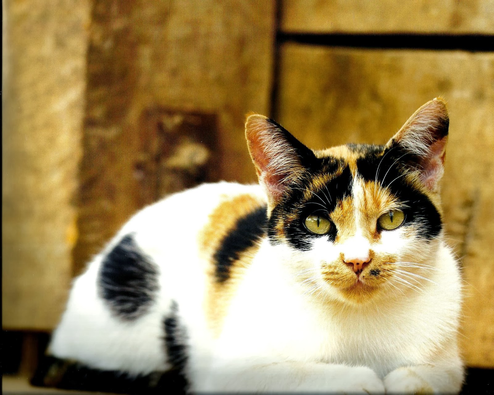 calico wallpaper calico wallpaper