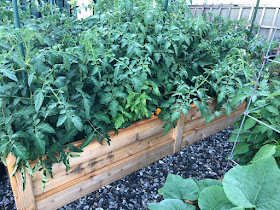 Happy Tomato Plants