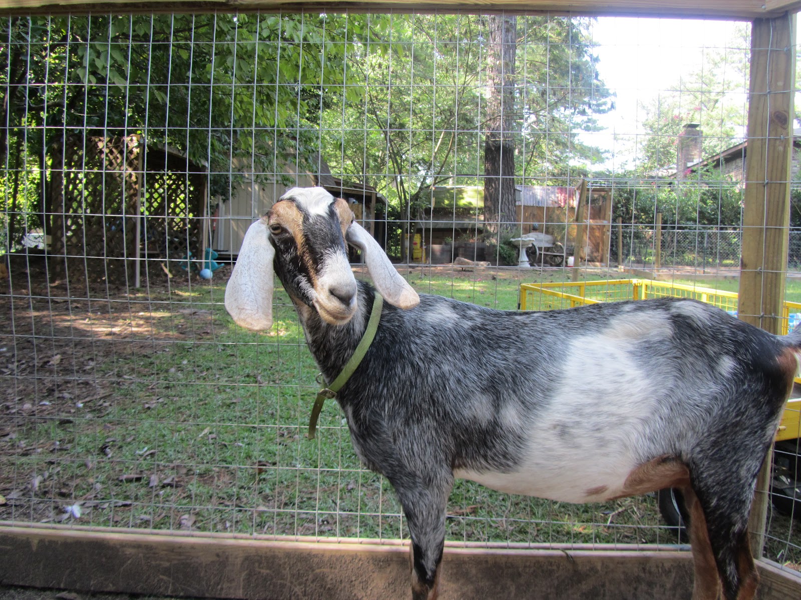 Mary Ann's Country Garden Dirty Goat Farm