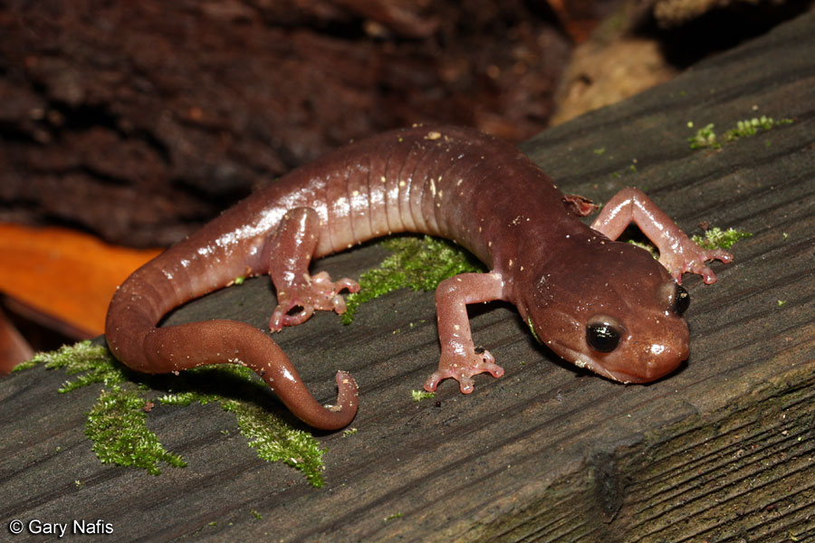 Salamander Pictures 48