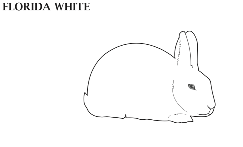 Florida White Rabbits