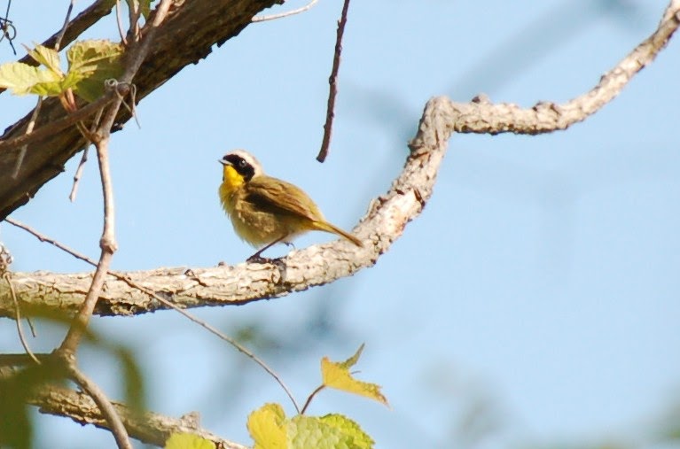 birding in northern va 2 new birds birding in northern va 2 new birds