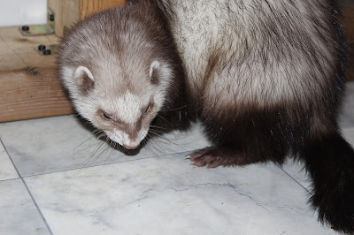 fretti+ferret