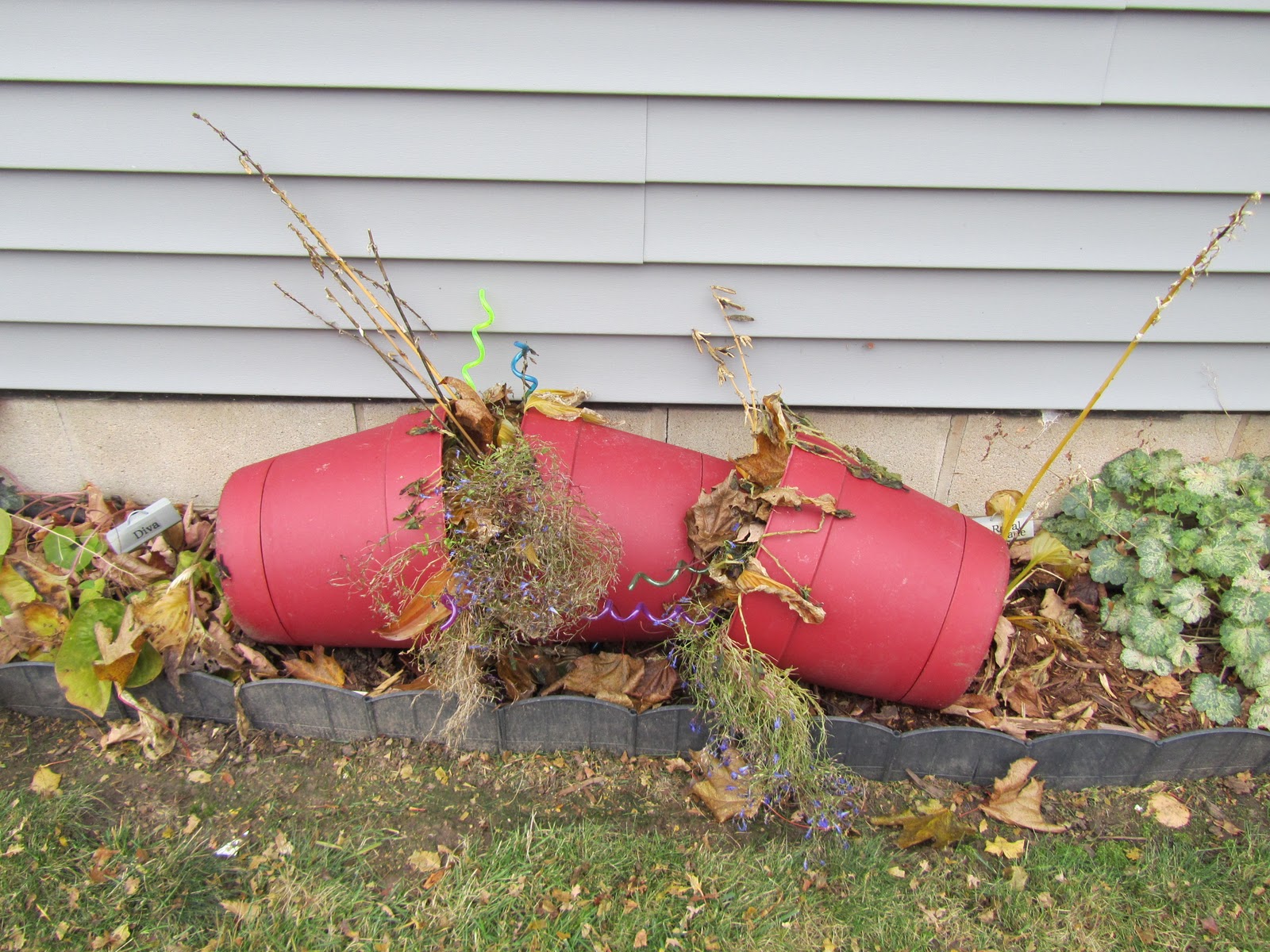Cheesehead Gardening Storing Hosta in Containers for Winter