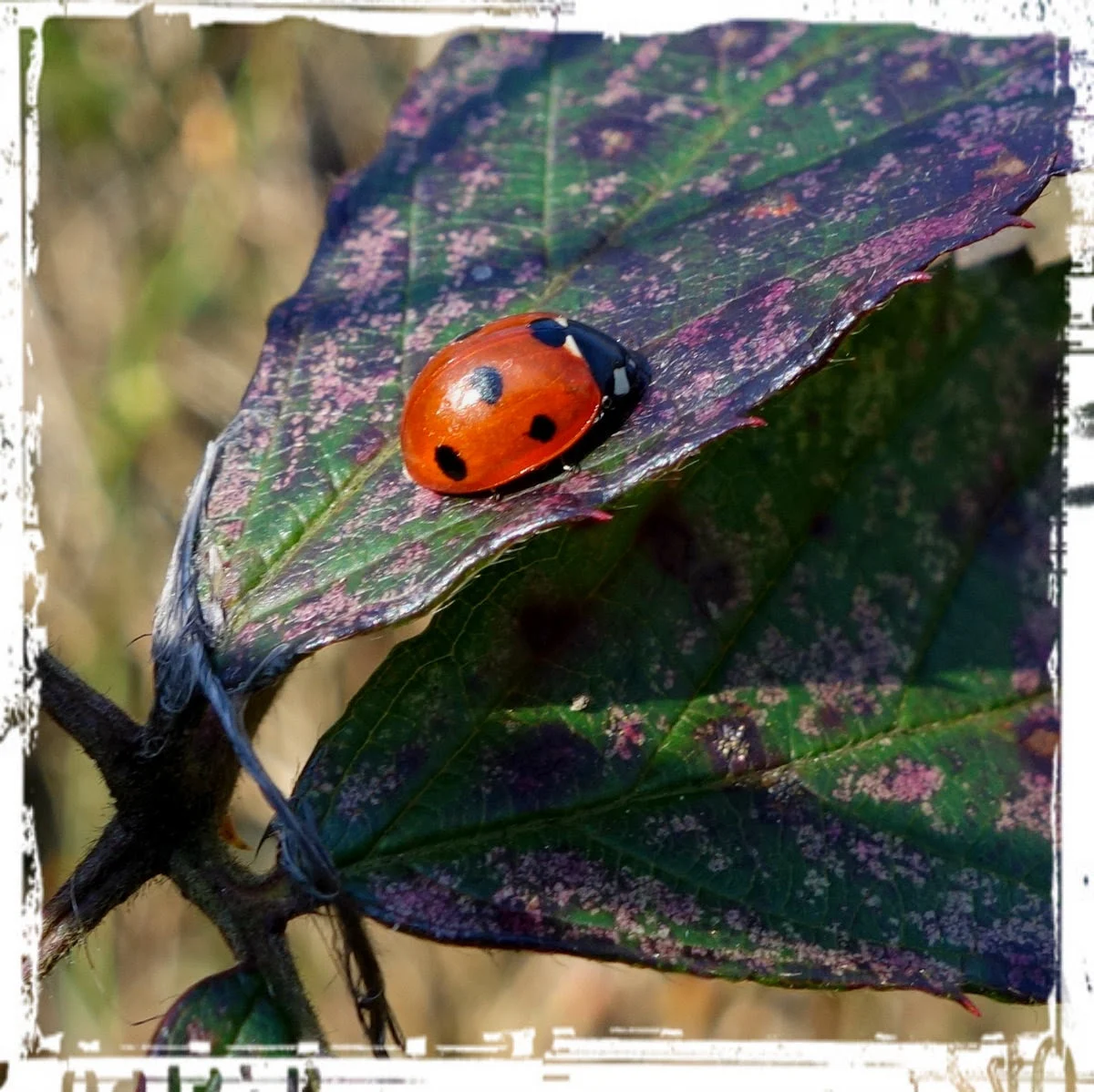 lieveheersbeestje © ludo rutten