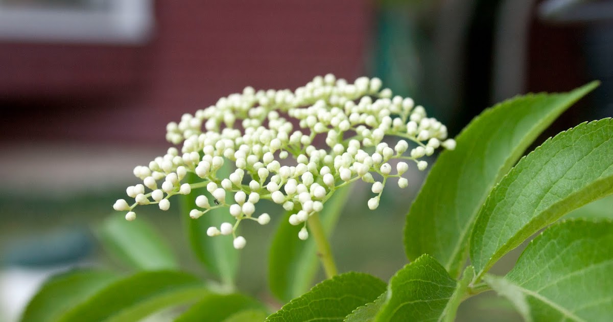 A West End View Elderberry Flowers
