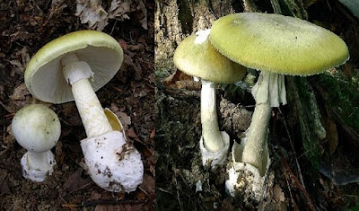 бледная поганка - самый ядовитый гриб