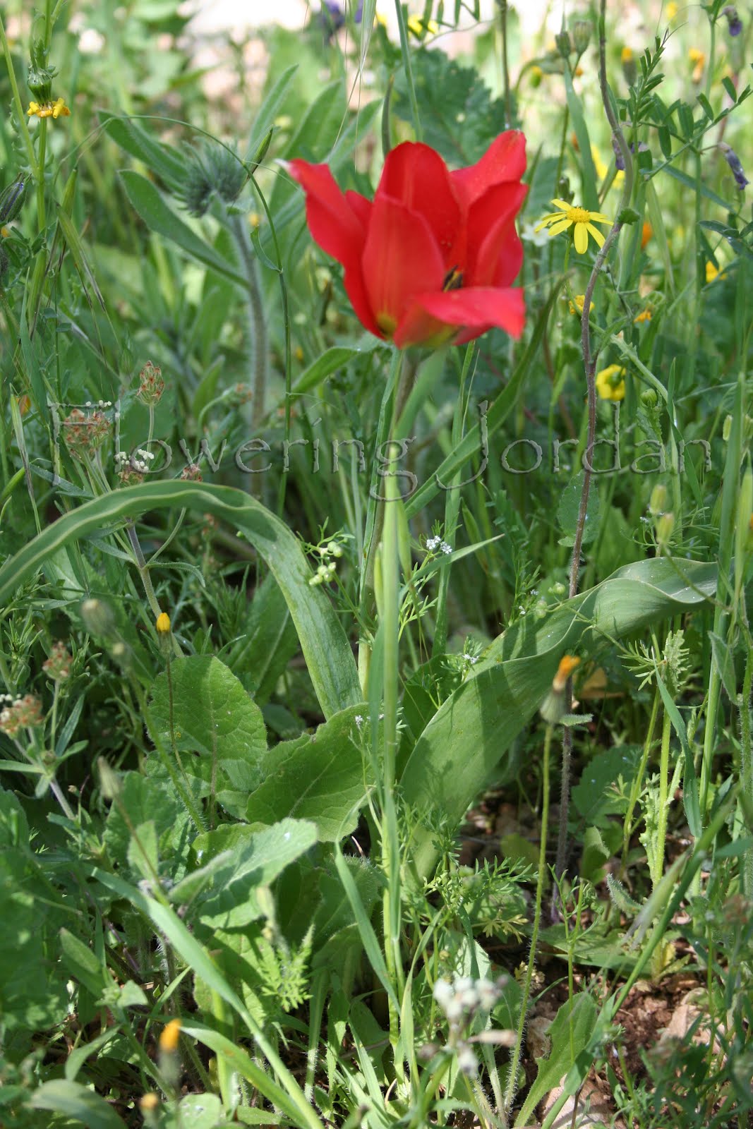 Flowering Jordan: Tulipa agenensis