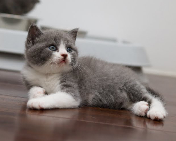 夢遊的魚 心情雜記 The Long Awaited British Shorthair Cats
