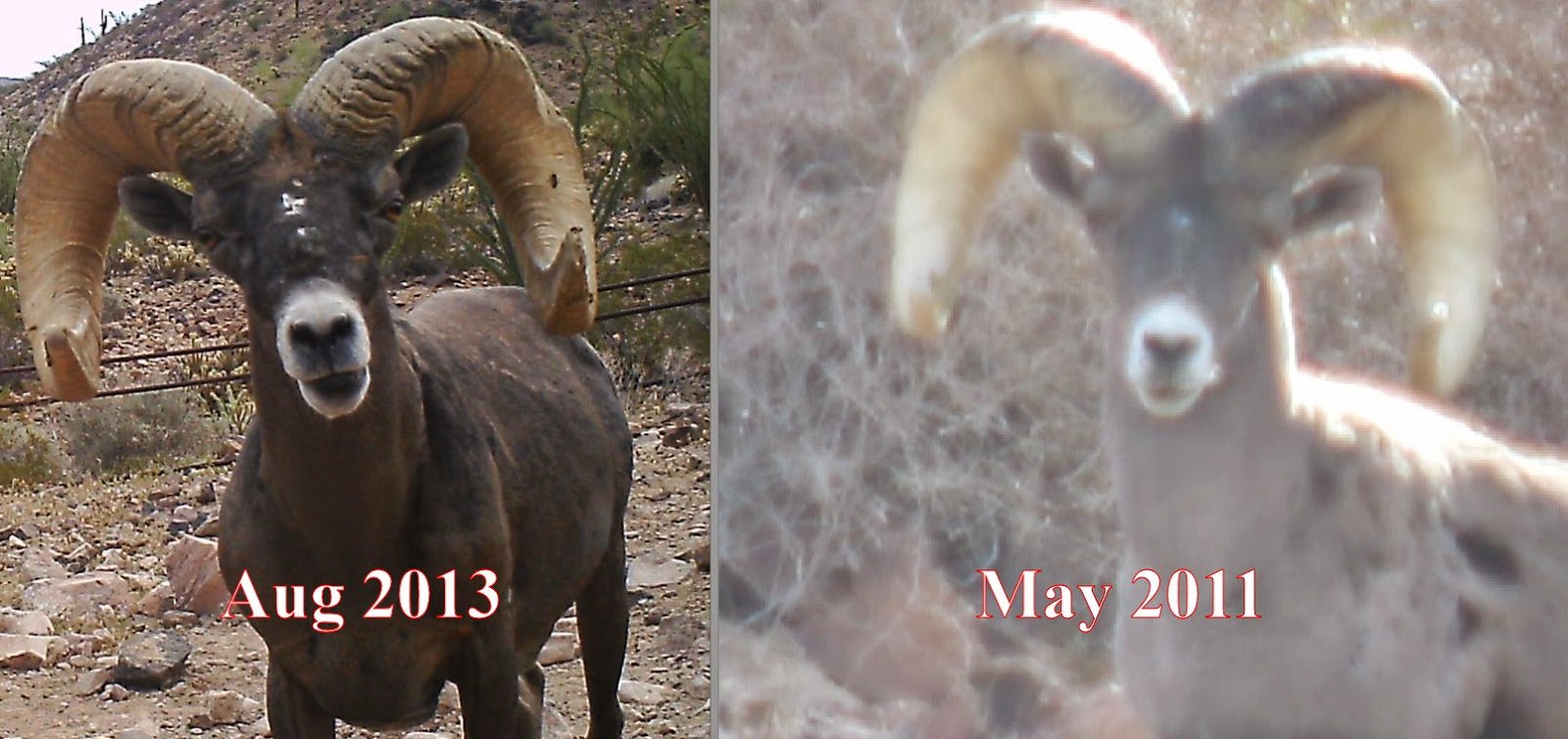 Judging+Bighorn+Sheep-Front+on+Comparison+photo+from+2011+to+2013+1.jpg