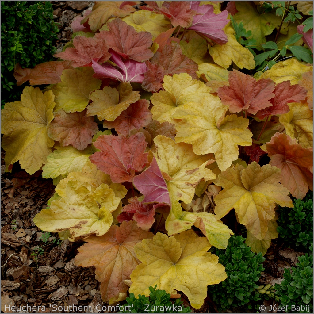 Heuchera 'Southern Comfort' - Żurawka 'Southern Comfort'