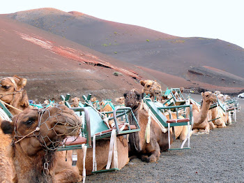 Camellos en el P.N. Timanfaya