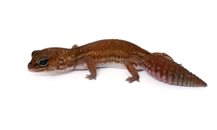 African Gecko