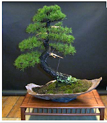 Ventas de Bonsai