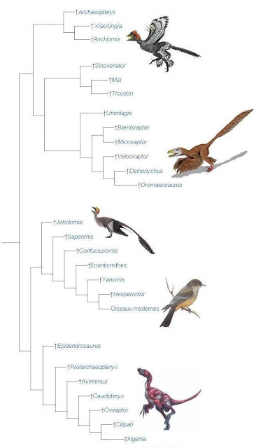 Alternative_Phylogeny2.JPG