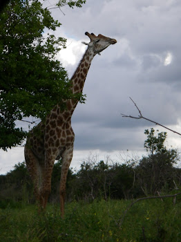 Gentle giants