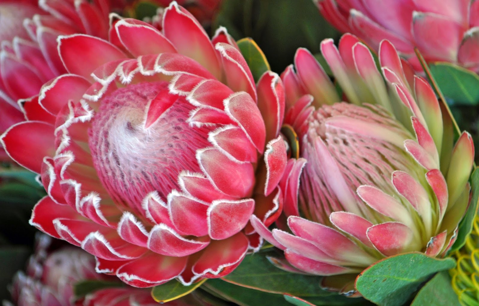 A Passion for Flowers Spring A Season of Abundant Opportunities