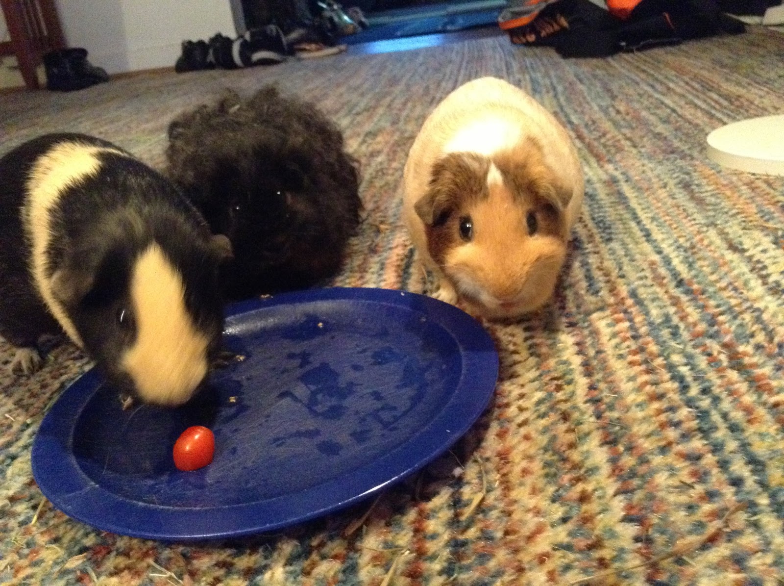 Cavy Savvy A Guinea Pig Blog Can Guinea Pigs Eat Cherry Tomatoes?