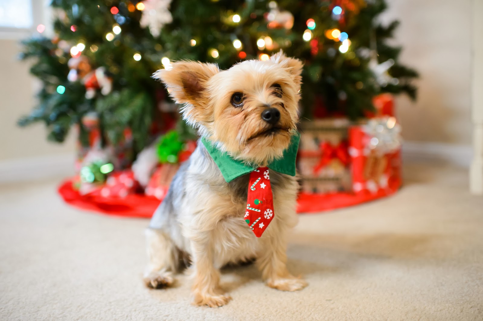 Animal animal animal: january 2013 Hill Country Housewife: Animal Christmas Photos 2013