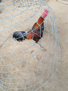 A "Fight Cock"crowing in its pen.