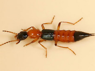 Tomcat Insects Tomcat Insects