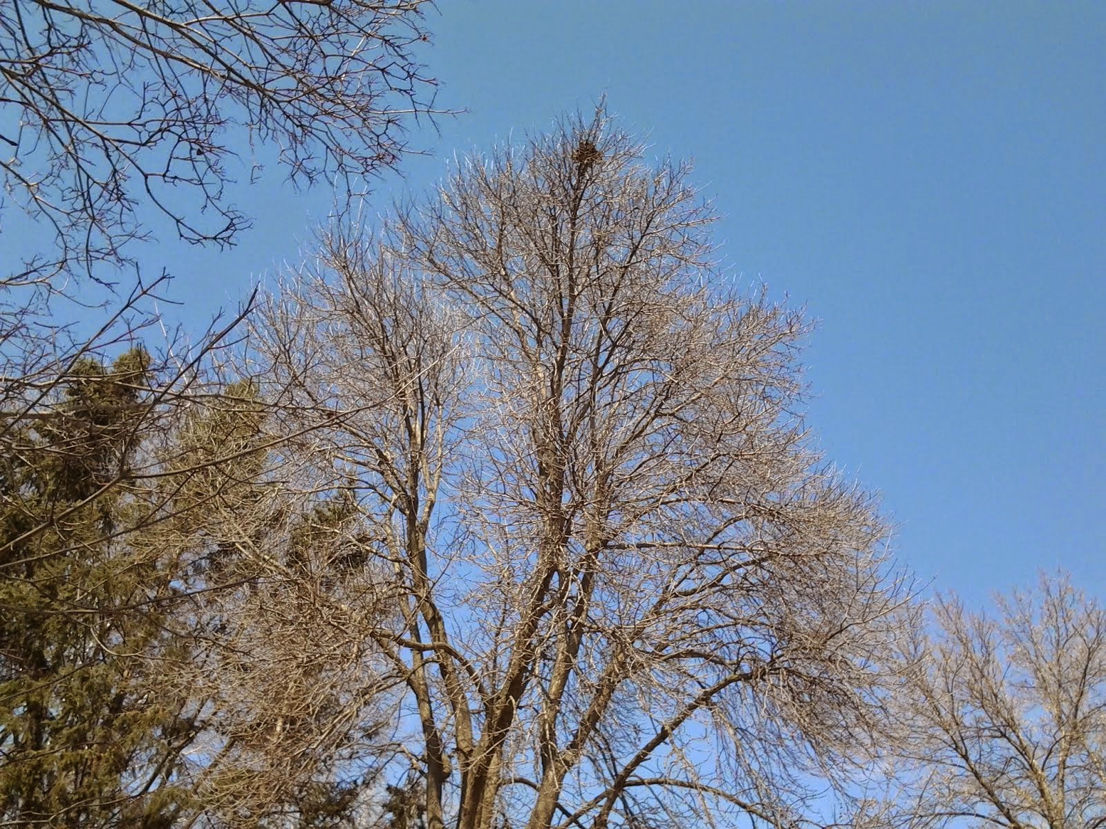 Treetop in spring skies