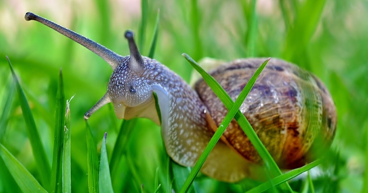Wellcome Allotment : Helix Aspersa