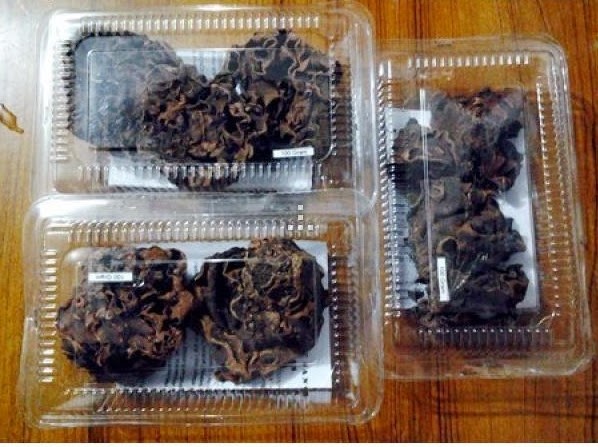 Cara Pemesanan Sarang Semut Papua