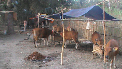 Sapi disekitar kandang