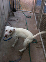 4/16/12"Burns Flat Ok Shelter Tinker is slowly losing his spirit... in jail way to long,