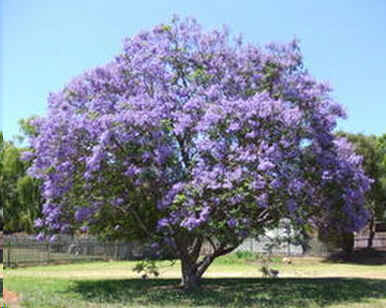 Jacaranda