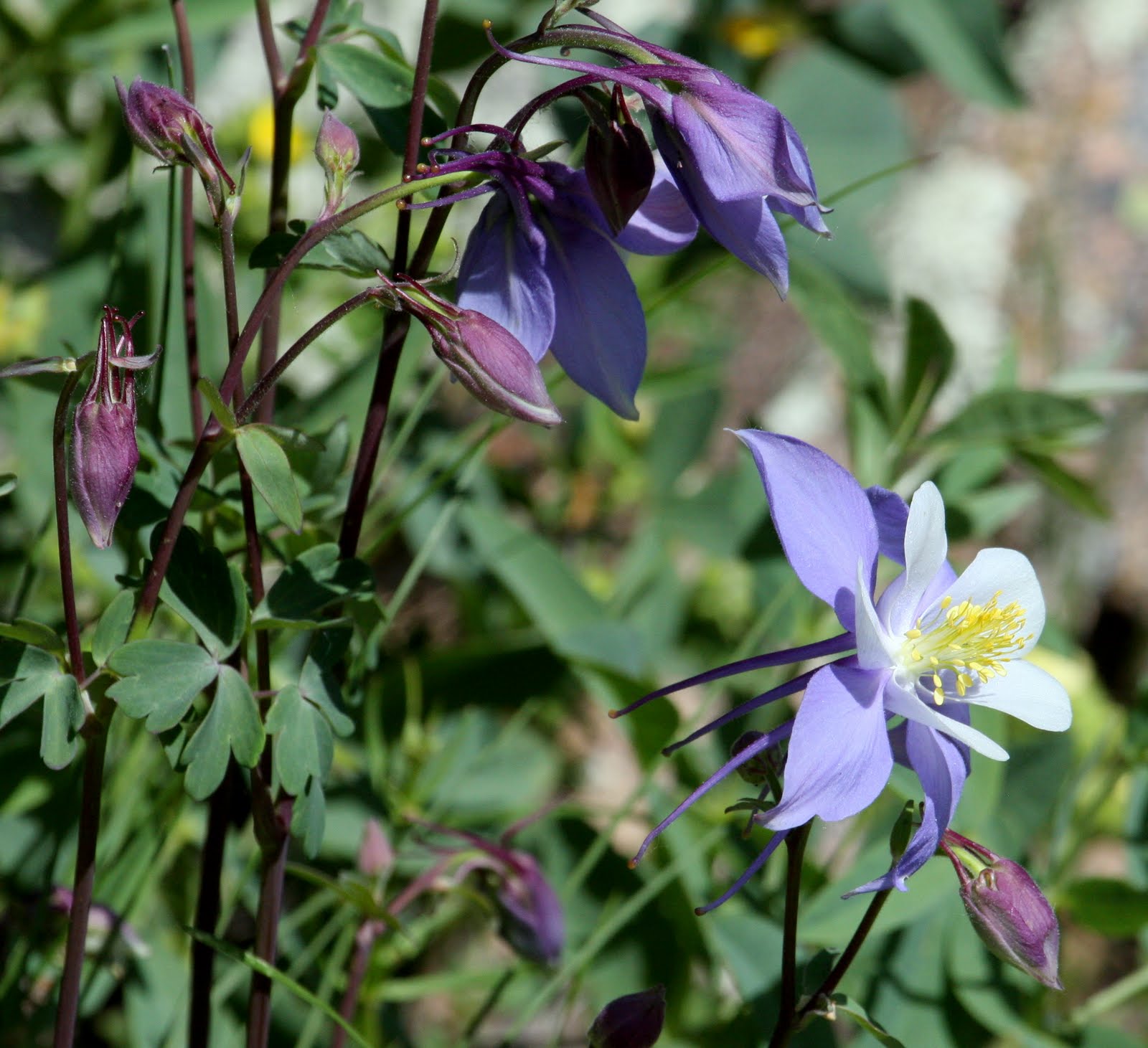 Tuckertown Rocky Mtn National Park at Lily Lake Wildflower Edition
